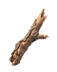 Fototapeta premium Dry Tree Branch Isolated on White Background