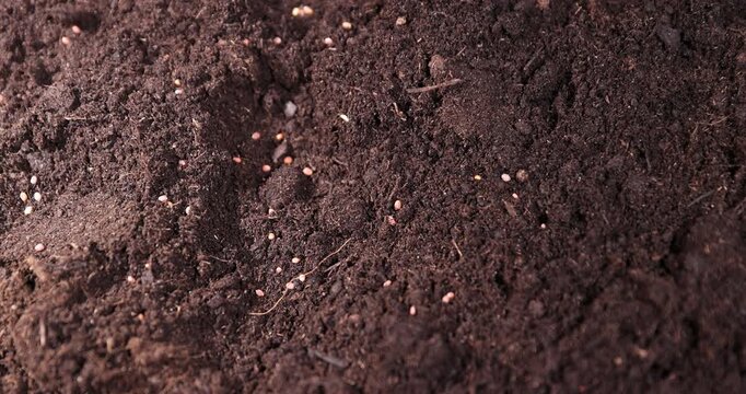 daikon seeds and earth-filled cardboard pots for seedlings with fertile brown soil, daikon seeds and disposable cups for seedlings filled with soil mixed with humus and peat