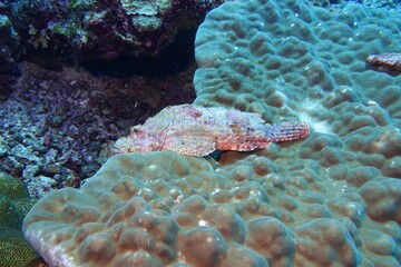 Scorpionfish / Stonefish in the Andaman Sea – Thailand  © Markus S.