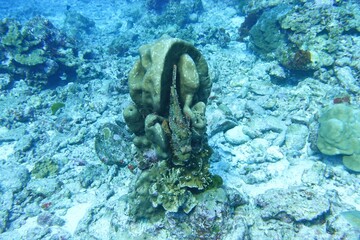Scorpionfish / Stonefish in the Andaman Sea – Thailand  © Markus S.