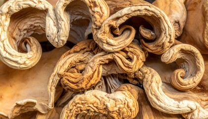 Dried mushroom close-up with curly texture