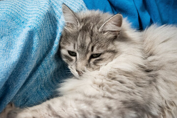 Close-up of a fluffy domestic cat relaxing comfortably on a sofa, expressing warmth, calm, and cozy home atmosphere.