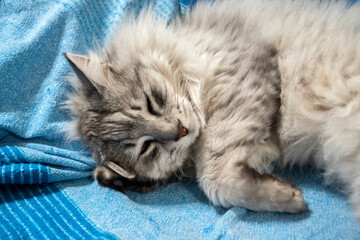 Close-up of a fluffy domestic cat relaxing comfortably on a sofa, expressing warmth, calm, and cozy home atmosphere.