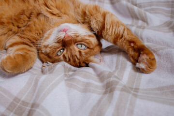 Cute orange cat lying on bed at home close up