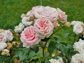 beautiful flowers in the garden

