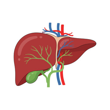 Detailed illustration of human liver anatomy with bile duct and blood vessels from a lateral viewpoint