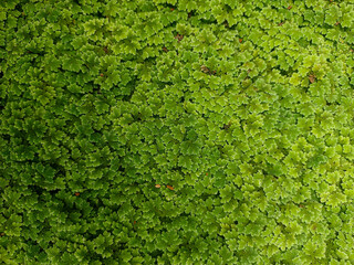 Obraz premium Fresh Green Foliage Texture