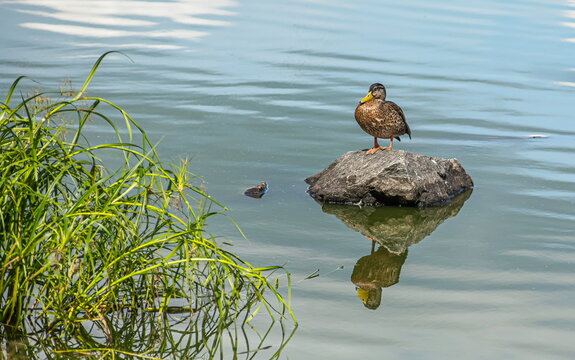A duck stands on a rock by the water.
