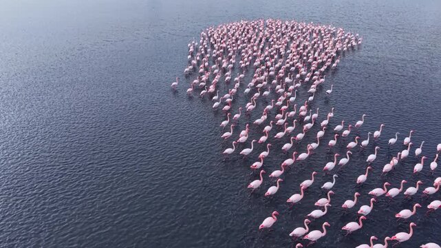 In a serene lake, a large flock of flamingos gathers, their vibrant pink feathers reflecting the warm hues of the setting sun, creating a stunning tableau of nature and harmony.
