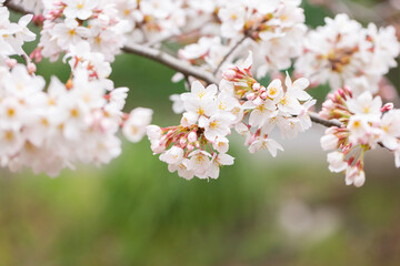 Fototapeta premium 春の日差しの中で5分咲きの桜の花 アップ ソメイヨシノの開花した花とつぼみ