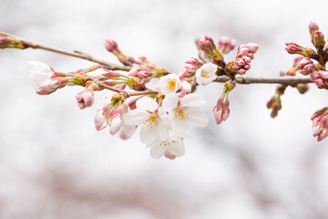 咲き始めのソメイヨシの桜の花 つぼみ アップ © viola