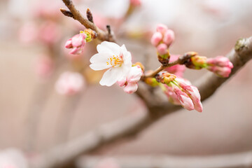 咲き始めのソメイヨシの桜の花 つぼみ アップ © viola