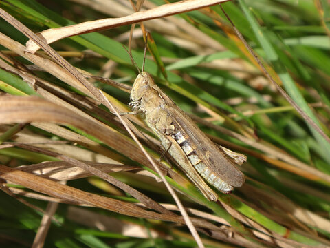 The common field grasshopper (Chorthippus brunneus) sitting on a dry grass stalk