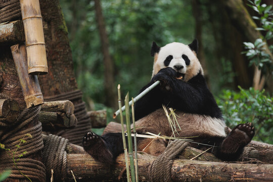 One giant panda in the zoo