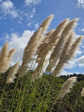 Ears and Stalk of Big Prairie Grass Swaying in the Wind