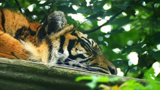 Sumatran Tiger (Panthera tigris sumatrae) Resting in Savanna