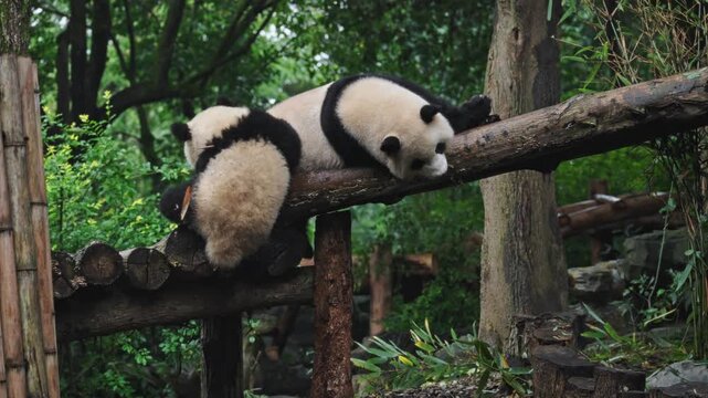 Playful Baby Pandas, Juvenile Pandas In Playful Arrangements On Logs Within Leafy Forest Surroundings