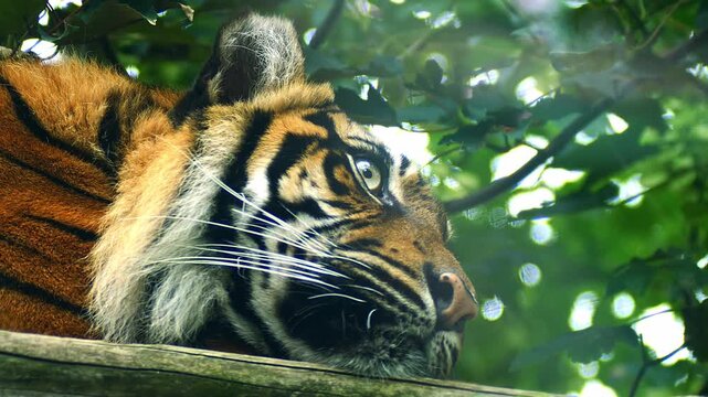 Sumatran Tiger (Panthera tigris sumatrae) Resting in Savanna