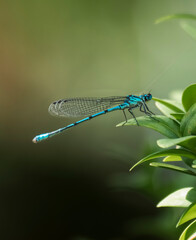Blue damselfly resting on green leaf
