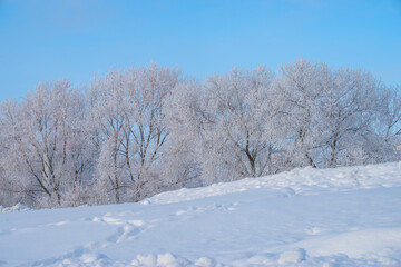 Obraz premium A frozen park and snow-covered trees in the city. Minsk
