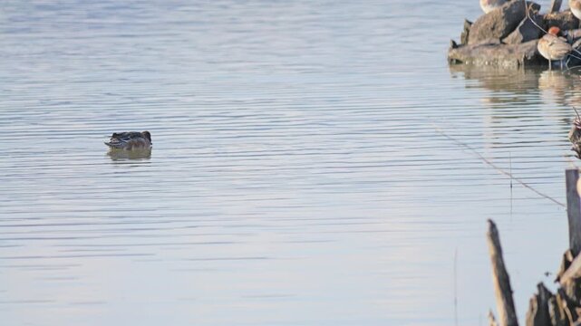 Flock of Waterfowl Resting by a Calm Lakeshore in Winter,Mareca penelope