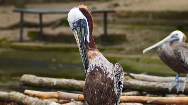 Relaxed Brown Pelican (Pelecanus occidentalis) grooming on rock in summer morning close-up &ndash; Halle Saale, Saxony-Anhalt, Germany