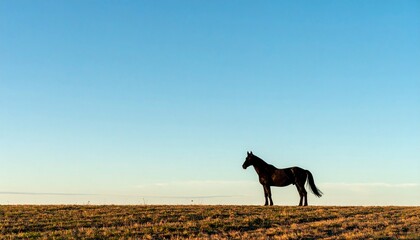 青空に立つ一頭（一匹）の馬のシルエット