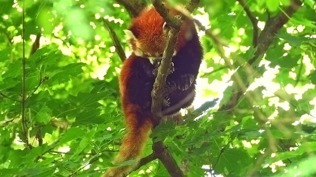 Red Panda (Ailurus fulgens) Halle Saale &ndash; Saxony-Anhalt &ndash; Germany