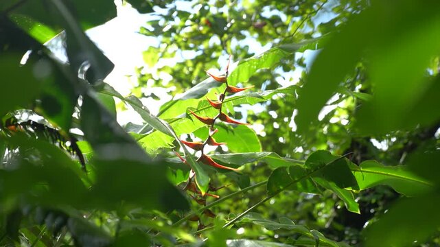Heliconia plant with red bracts in tropical rainforest, Costa Rica