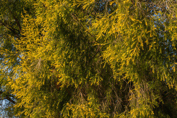 Vibrant Yellow Green Pine Needles in Sunlight