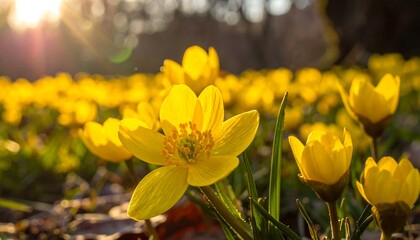 Meadow of vibrant yellow flowers bask in warm sunlight, with blurry trees background on a clear day