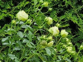 beautiful flowers in the garden
