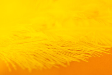 Beautiful abstract colorful feathers on orange background and soft white feather texture, feather...