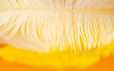 Beautiful abstract colorful feathers on orange background and soft white feather texture, feather...