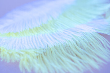 close up of white feather on blue background, soft focus, macro