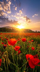 Fototapeta premium Poppy field with sunburst. Warm light touches red petals against a backdrop of vibrant blue sky and textured clouds