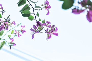 Purple Orchid Tree, Hong Kong Orchid Tree or Purple Bauhinia or Bauhinia purpurea L or pink flower