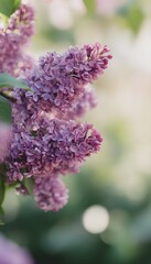 Obraz premium Delicate lilac blossoms bloom beautifully conveying a serene spring freshness ideal for commercial stock photography