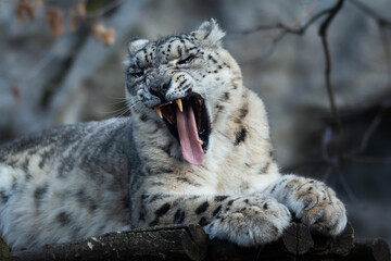 Obraz premium Snow leopard (Panthera uncia) detail portrait