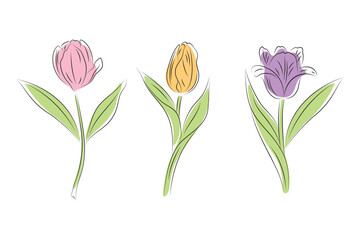vector illustration of tulips, hand drawn flowers isolated on white background, design element for greeting cards, poster,decoration,wedding,spring,invitation