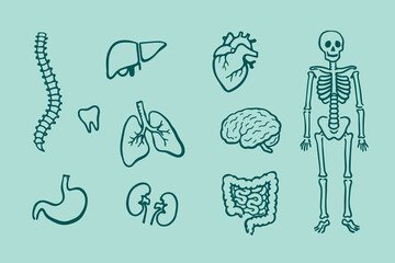 Human anatomy organs skeleton doodle vector illustration