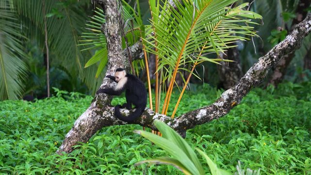 White-Faced Capuchin monkey climbing and jumping in tropical forest, Costa Rica