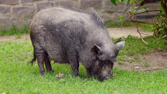 Relaxed Mini Pig (Sus scrofa domesticus) Eating in the Morning Sun &ndash; Zoo in Halle Saale, Sachsen-Anhalt, Germany
