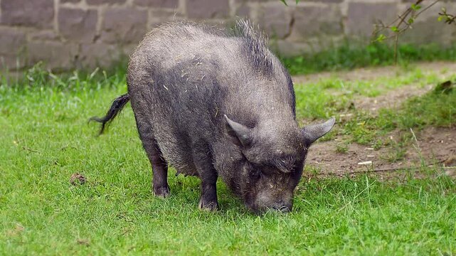Relaxed Mini Pig (Sus scrofa domesticus) Eating in the Morning Sun &ndash; Zoo in Halle Saale, Sachsen-Anhalt, Germany