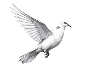 Obraz premium A white bird soars through the sky