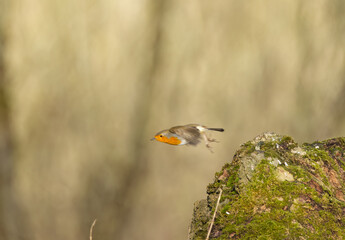 robin taking off from a tree stump, Robin flying away from the side, songbird with spread wings, robin in flight from the side, cute Erithacus rubecula, bokeh