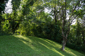 Fototapeta premium Bright sunlight filters through dense tropical trees onto a sloping green lawn in a peaceful park