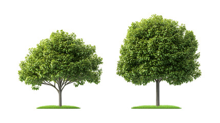 Two lush green trees on grass patches against Isolated on White background
