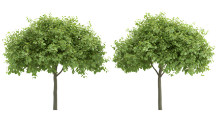 Two green trees Isolated on White background
