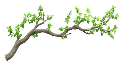 Twisted Tree Branch with Fresh Green Leaves Isolated on White background